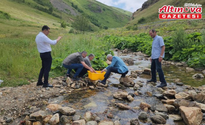 Trabzon'daki Karadere Vadisi'ne 15 bin alabalık yavrusu bırakıldı