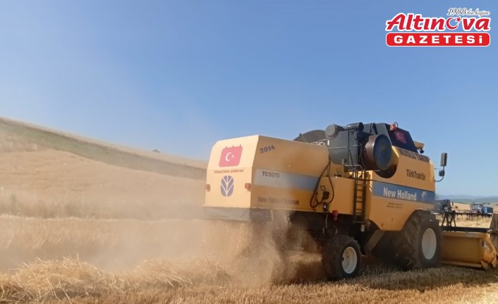 Vezirköprü'de buğday tarlalarında hasat mesaisi başladı