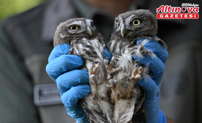 Yuvalarını kaybeden baykuş yavruları doğaya kanat çırpmaya hazırlanıyor