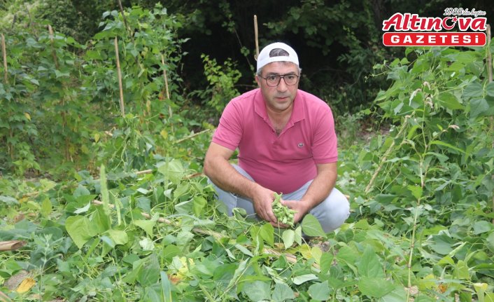 Amasya'da ayılar fasulye bahçesine zarar verdi
