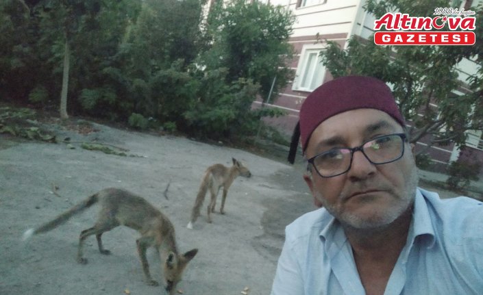 Amasya'da bahçesine gelen tilkileri besleyen kişi bu anları kaydetti
