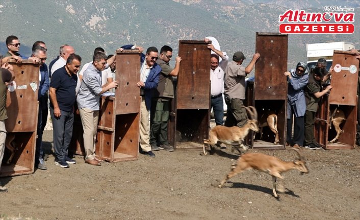 Amasya'da doğaya 5 yaban keçisi bırakıldı