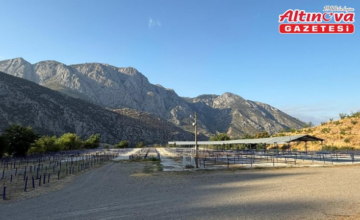 Amasya'da hayvan pazarları açıldı