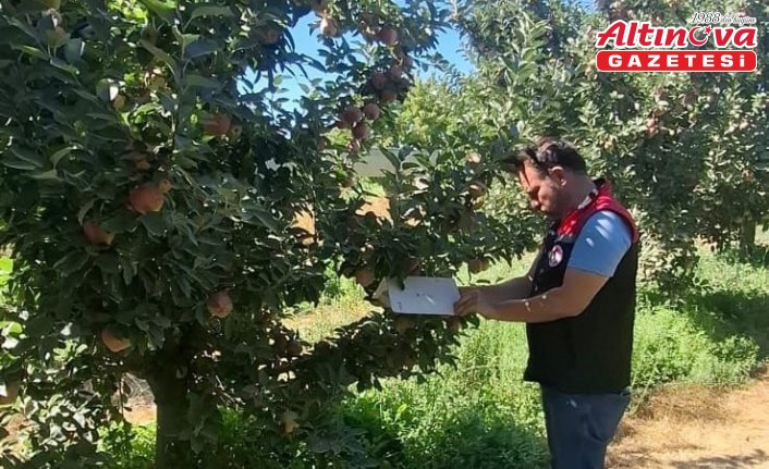Amasya'da meyve bahçelerinde zararlı kontrolleri sürüyor