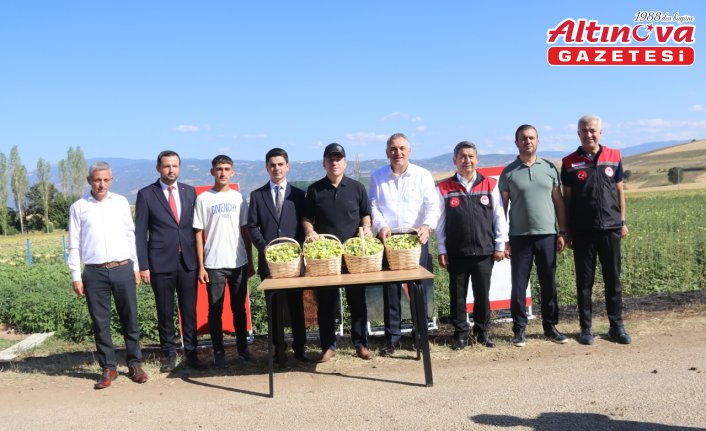 Amasya'nın coğrafi işaretli çiçek bamyasının hasadı başladı