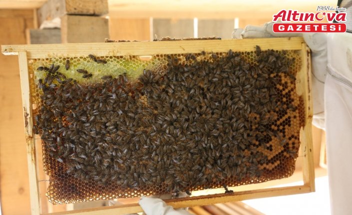 Artvin'de bal fiyatları belirlendi