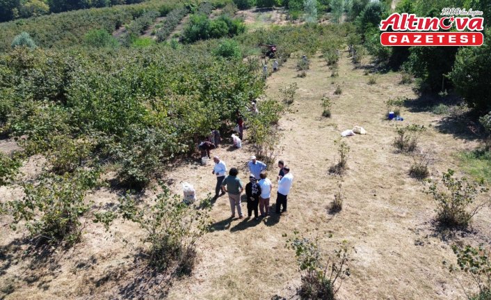 Bafra Ovası'nda fındık hasadına devam ediliyor