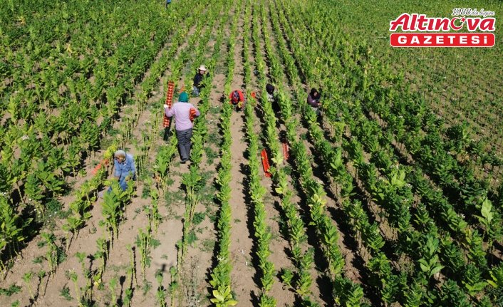 Bafra Ovası'nda tütün hasadı devam ediyor