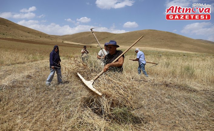 Bayburt'ta asırlık tarım aletleriyle buğday hasadı yapıldı
