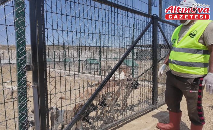 Bayburt'ta barınakta 512 sahipsiz hayvan bulunuyor