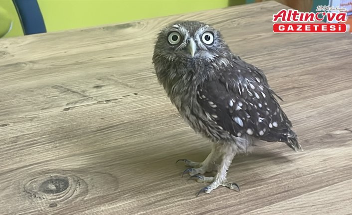 Bolu'da bitkin bulunan baykuş yavrusu koruma altına alındı