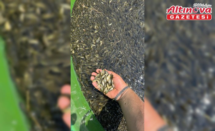 Bolu'da üretilen sazan yavruları Ankara ve Kırıkkale'de salındı