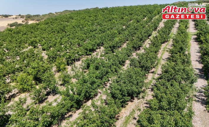 Ceviz üretiminde zararlılara karşı akıllı böceklerle mücadele ediliyor