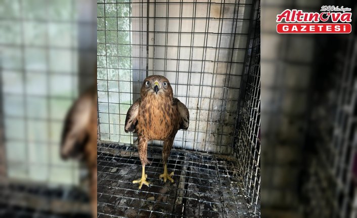 Erzurum'da bitkin halde bulunan şahin bakımının ardından doğaya salındı