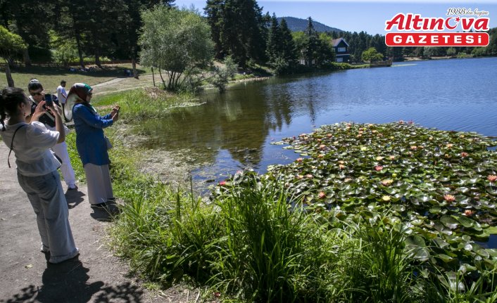 Gölcük ve Abant'ta çiçekler doğaya renk katıyor