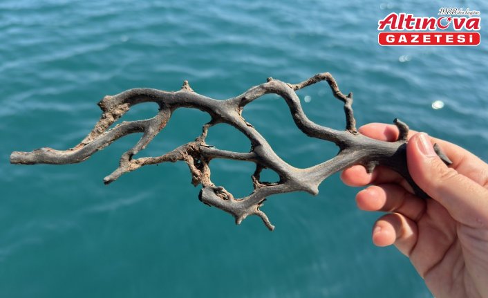 GRAFİKLİ - Siyah ve taş mercanlar deniz ekosistemi için kritik önemde