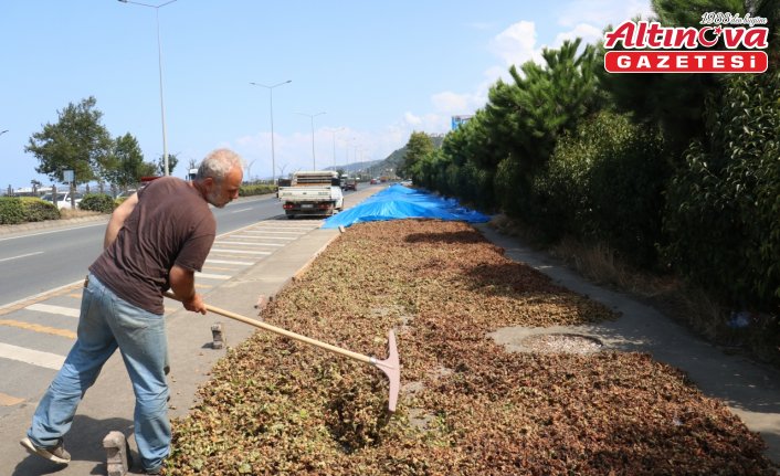 Karadeniz Sahil Yolu'ndaki kaldırımlarda fındık kurutma mesaisi başladı