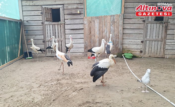 Kızılırmak Deltası'nda bulunan yaralı leylekler tedavi edilerek göçe hazırlanıyor