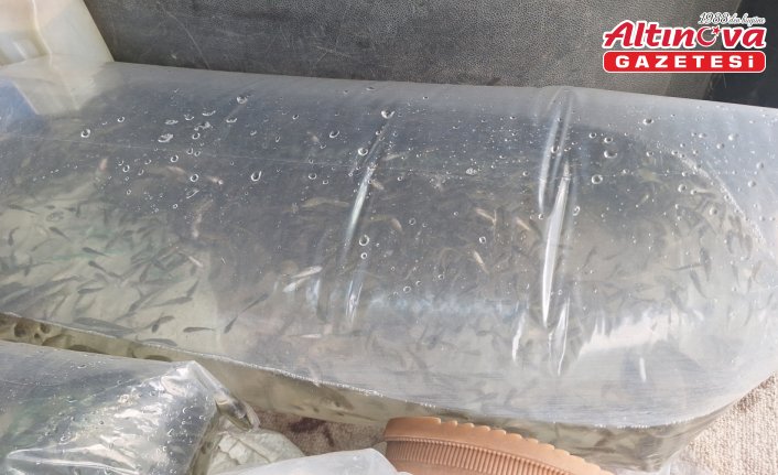 Kızılırmak Deltası'ndaki Çernek Gölü'ne 6 bin yavru sazan bırakıldı