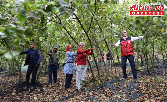 Ordu'da 148 fındık üreticisine hasat filesi desteği sağlandı
