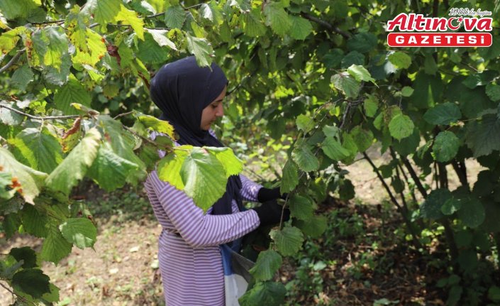 Ordu'da “Fındık Dalda, Aklın İşçide Kalmasın Projesi“ kapsamında fındık hasadı sürüyor