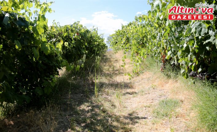 Safranbolu'nun coğrafi işaretli 