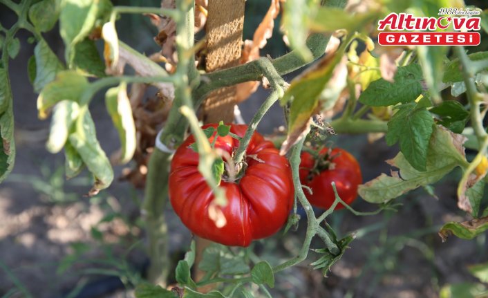 Safranbolu'nun coğrafi işaretli maniye domatesinde hasat başladı