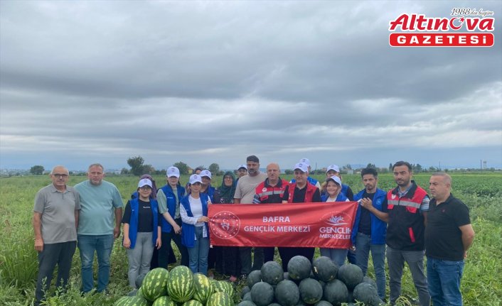 Bafra'da genç gönüllüler tarlada karpuz hasadına destek verdi