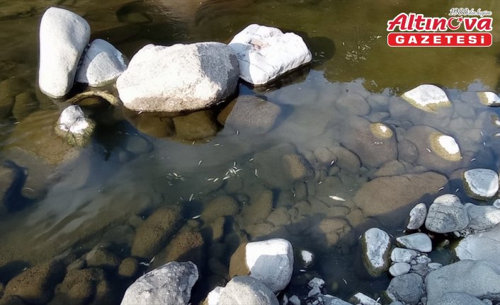 Samsun'da Yeşil deresindeki balık ölümleriyle ilgili inceleme başlatıldı