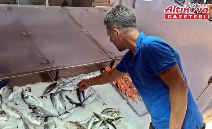 Sinop'ta palamutlar tanesi 350 liradan tezgahlarda satışa sunuldu