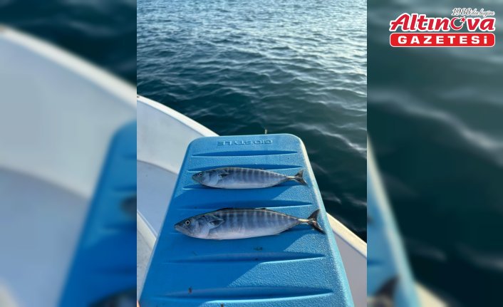 Sinop'ta sezonun ilk palamudu yakalandı