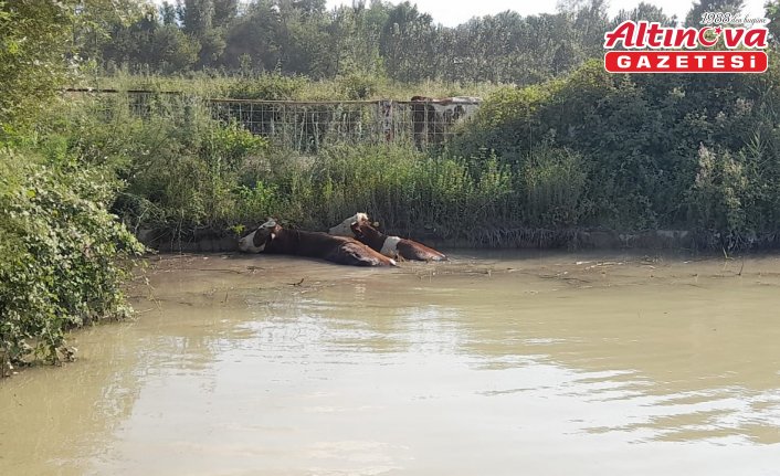 Tokat'ta gölete düşen 3 ineği itfaiye ekipleri kurtardı