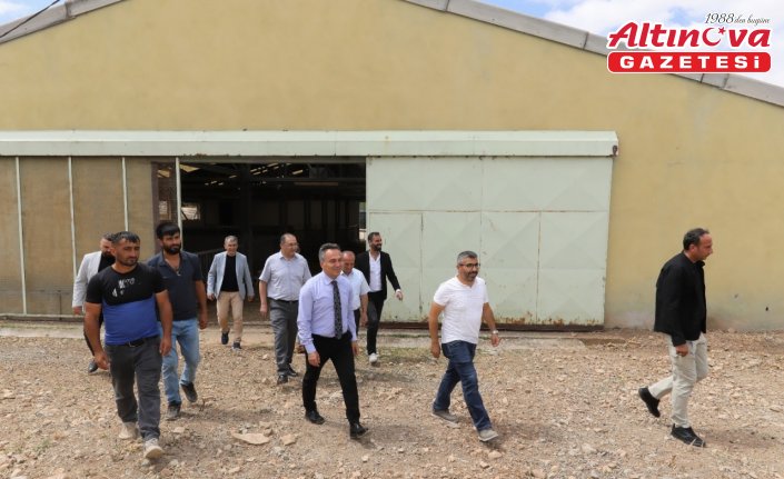 Tokat'ta Karayaka kuzusu ıslah çalışmaları başladı