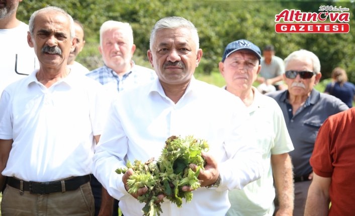 TZOB Yönetim Kurulu Üyesi Soydan, fındık üreticileriyle hasat yaptı