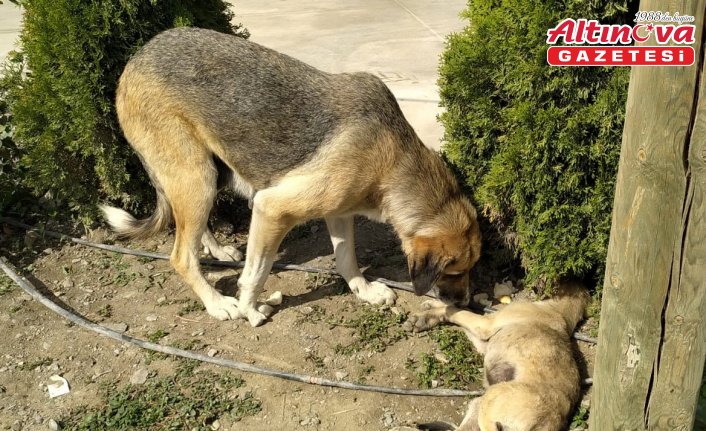Amasya'da sahipsiz köpek kaza sonucu yaralanan yavrusunun başından ayrılmadı