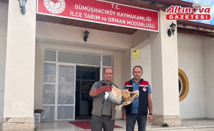 Amasya'da yaralı bulunan şahin tedavi altına alındı