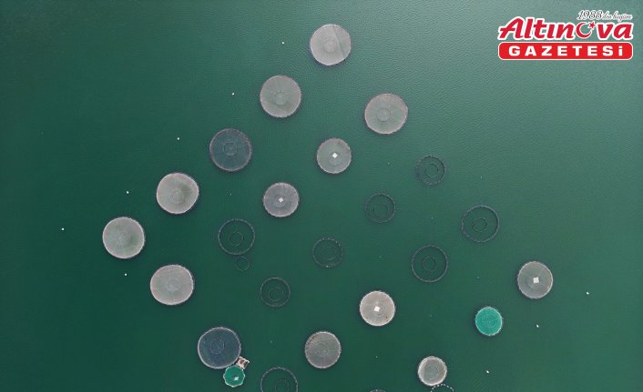 Bayburt'ta yetiştirilen Türk somonlarının Rusya'daki sofralara yolculuğu başladı