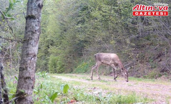 Bolu Yedigöller'de ayı ve geyikler fotokapanla görüntülendi