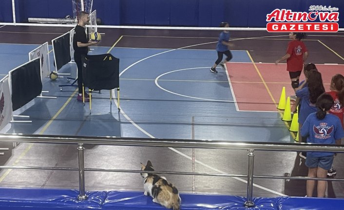 Bolu'da kedi “Tekir“ voleybolcu çocukların maskotu oldu