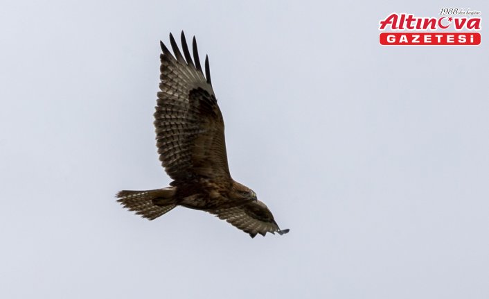 Bolu'da rüzgarlı havada avlanmaya çalışan kızıl şahin kamerada