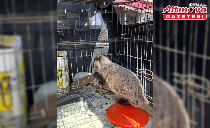 Bolu'da tedavisi tamamlanan porsuk doğaya bırakıldı
