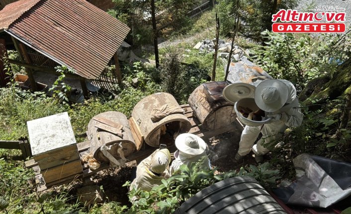 Coğrafi işaret tescilli Ayder balında hasat mesaisi