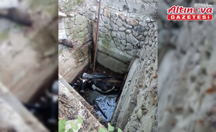 Çorum’da kuyuya düşen inek kurtarıldı