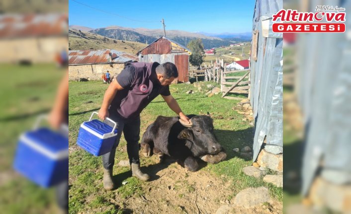 Espiye'de şap aşısı ve küpeleme çalışması yapıldı
