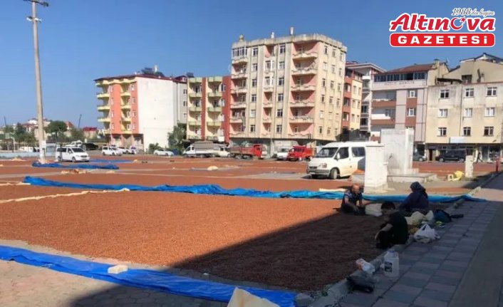 Espiye'de üreticilerin fındık kurutma mesaisi sürüyor