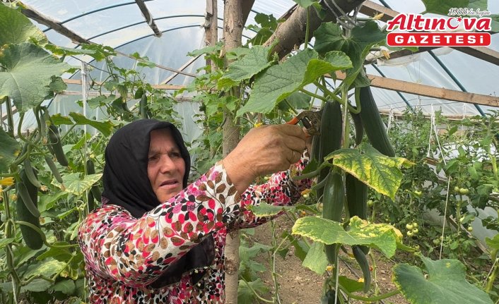 Ev hanımı devlet desteğiyle kurduğu serada üretim yapıyor