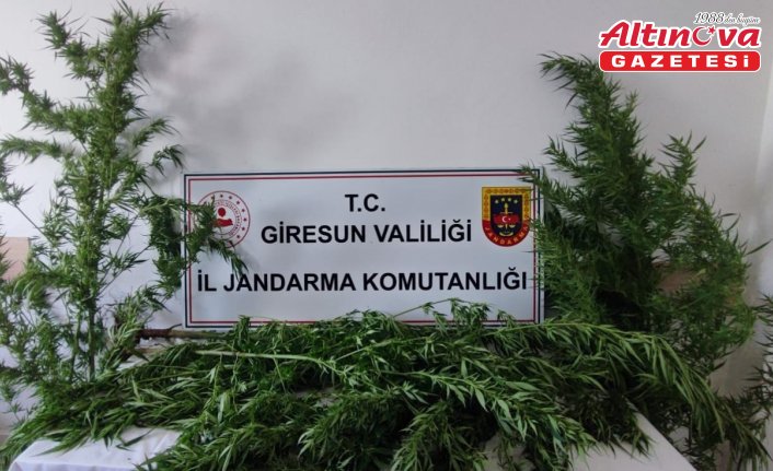Giresun'da uyuşturucu operasyonu