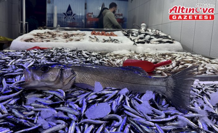 Hamsi avcılığı hem balıkçıyı hem tüketiciyi memnun etmeyi sürdürüyor