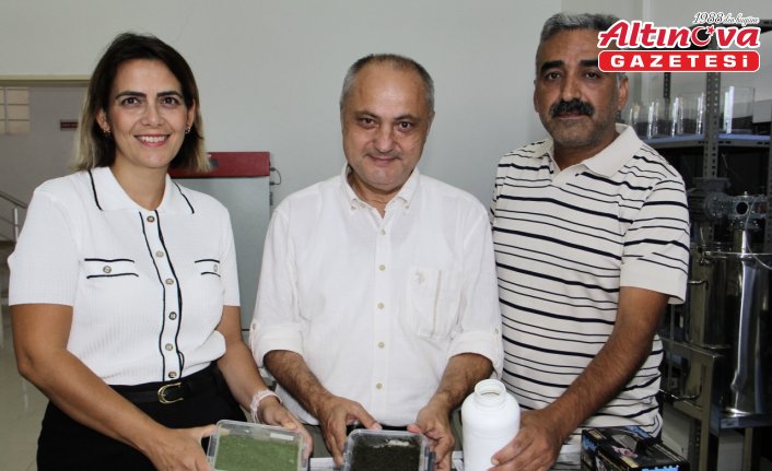 Karadeniz kıyılarında oluşan yosunlardan gübre üretildi