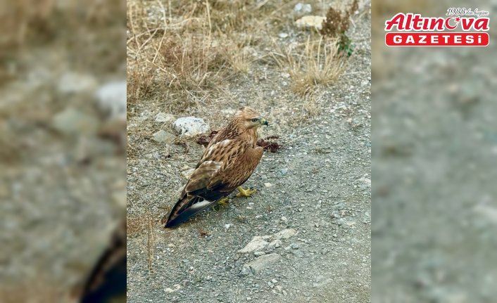 Kastamonu'da bulunan yaralı şahin tedavi altına alındı